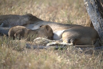 lion in wild savanna , animal of africa