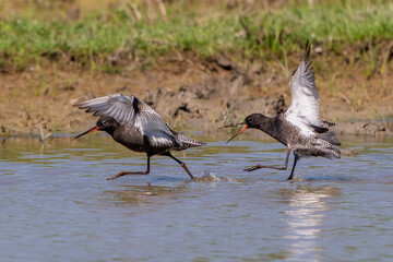 Obraz premium Spotted redshank (Tringa erythropus) couple. Wader (shorebird) in the Scolopacidae family.Nature reserve of the Isonzo river mouth, Isola della Cona, Italy.
