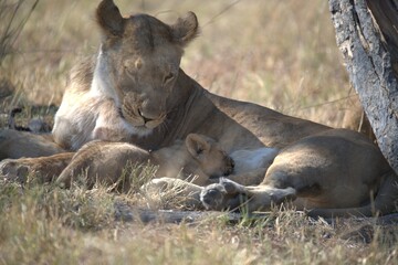 lion in wild savanna , animal of africa