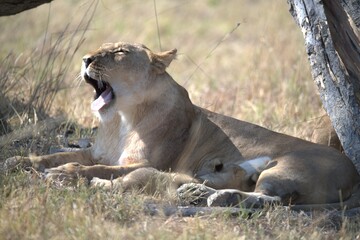 lion in wild savanna , animal of africa