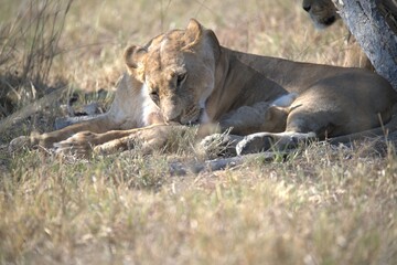 lion in wild savanna , animal of africa