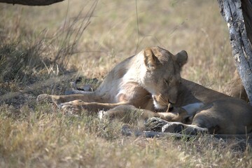 lion in wild savanna , animal of africa