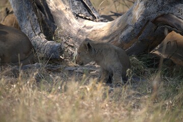 lion in wild savanna , animal of africa