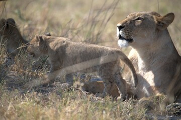 lion in wild savanna , animal of africa