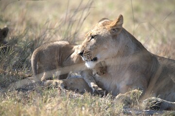 Lion in wild savanna , Animal of africa 