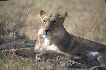 Lion in wild savanna , Animal of africa 