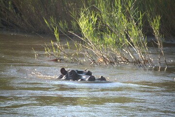 Hippopotamus in wild savanna , Animal of africa
