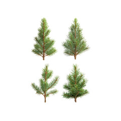 Obraz premium Four Isolated Spruce Tree Branches - Christmas, Winter, and Nature Stock Photography