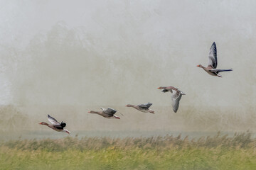 Flock of Geese in Flight Over Green and Cloudy Landscape