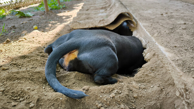 portrait of dachshund in funny digging and sleeping poses