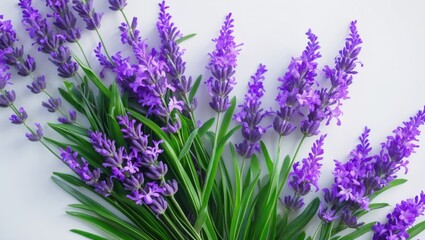 Fototapeta premium Lavender flowers in isolation. Lavender arrangement on white. Positioned on a white surface. Entire depth of field.