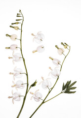 Białe kwiaty - Serduszka okazała wyizolowane na białym tle. Tapeta, dekoracja. © mycatherina