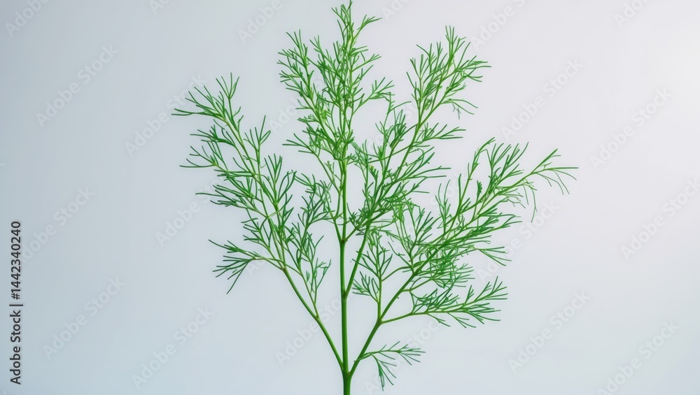 Poster full depth of field image of dill isolated on background with clipping path