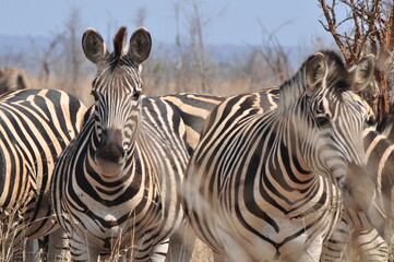 Zebra 