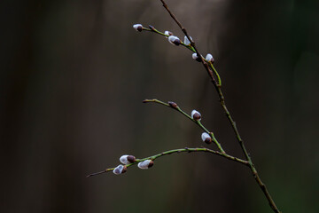 Pussy willow branches with soft catkins in early spring