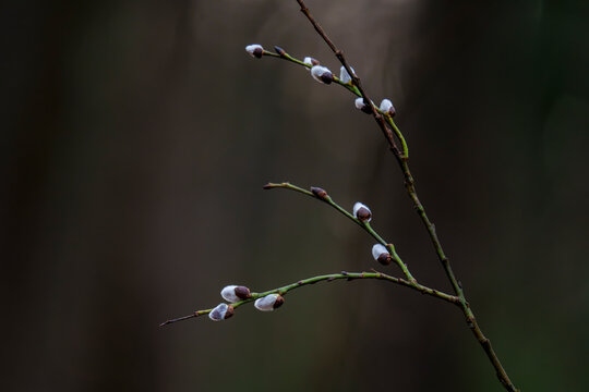 Pussy willow branches with soft catkins in early spring