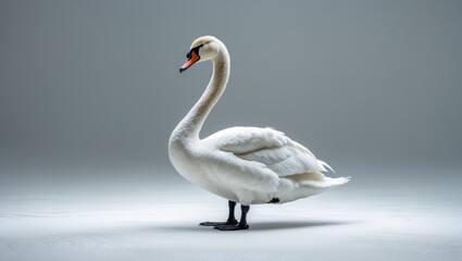 Obraz premium isolated white swan against a white backdrop