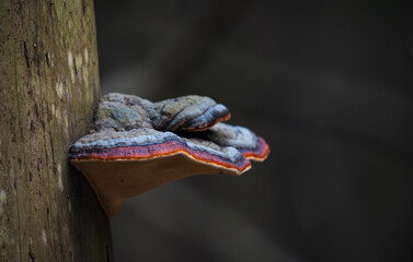 Close-up of colorful bracket fungus growing on tree trunk