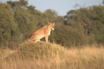 Lion in wild savanna , Animal of africa 