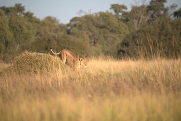 Lion in wild savanna , Animal of africa 