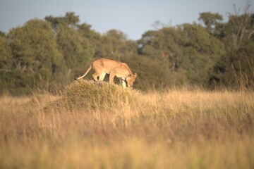 Lion in wild savanna , Animal of africa 