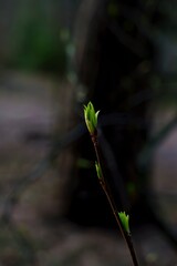 Budding twig with fresh green leaves in early spring