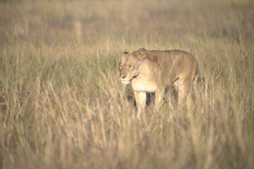 Lion in wild savanna , Animal of africa 
