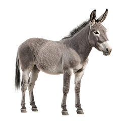 Fototapeta premium Side view of a light gray donkey with short fur and upright ears, standing calmly, cut out, isolated on a transparent background, no shadow.