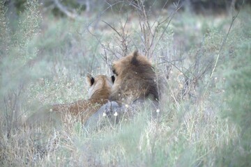 Lion in wild savanna , Animal of africa 
