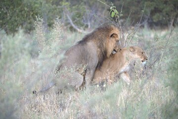 Lion in wild savanna , Animal of africa 