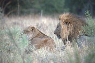 Lion in wild savanna , Animal of africa 