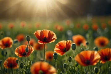 Obraz premium field of red poppies