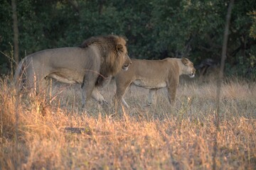 Lion in wild savanna , Animal of africa 