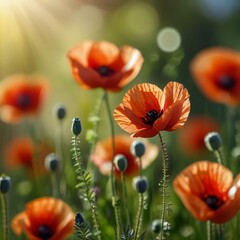 Obraz premium poppy flowers in the field