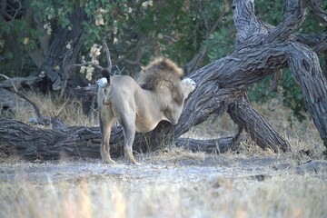 Lion in wild savanna , Animal of africa 