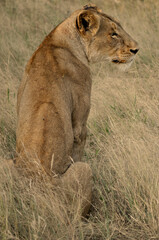 Lioness 
