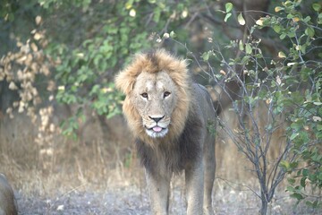 Lion in wild savanna , Animal of africa 