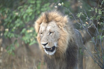 Lion in wild savanna , Animal of africa 