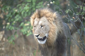 Lion in wild savanna , Animal of africa 