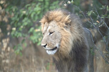 Lion in wild savanna , Animal of africa 