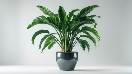 Obraz premium Background isolated image of a Dracaena plant