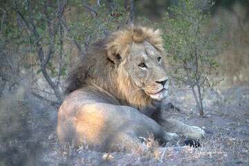 Lion in wild savanna , Animal of africa 