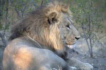 Lion in wild savanna , Animal of africa 