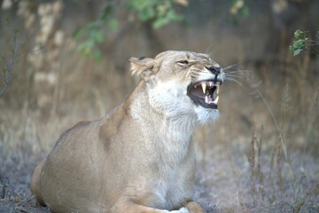 Lion in wild savanna , Animal of africa 