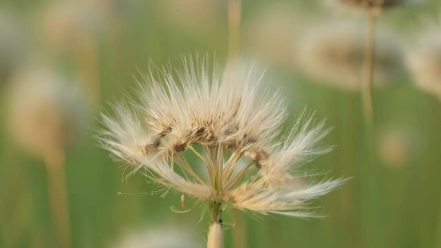 Gentle Fluffy Seed Head Swaying Softly in Warm Sunlight Field