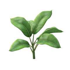 Fototapeta premium Lush green plant with large leaves isolated on white background a vibrant image of nature