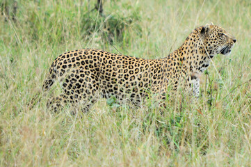 Leopard on the hunt 