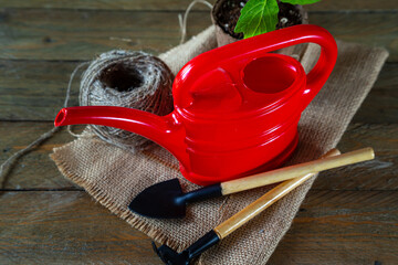Tomato seedlings in a peat pot, garden tools and a red watering can.