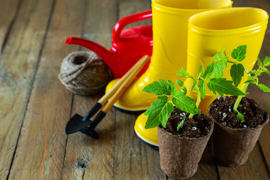 Tomato seedlings in peat pots, yellow rubber boots, garden tools and red watering can.