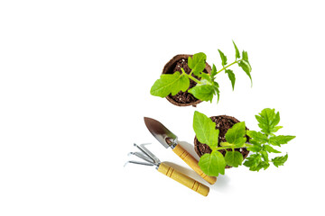 Tomato seedlings in peat pots and garden tools isolated on white background. Top view.